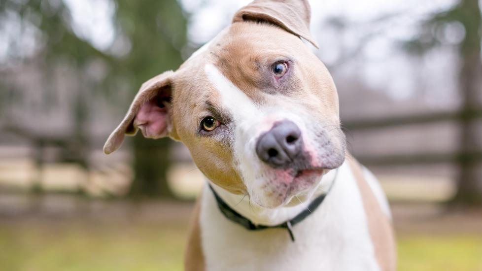 dog head tilt; a Pit Bull Terrier tilts his head at the camera.